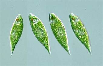 Euglena caudata